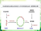 人教版高中生物選擇性必修三3.2《基因工程的基本操作程序》（第1課時(shí)）課件+教案+分層練習(xí)+導(dǎo)學(xué)案