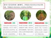 人教版高中生物选择性必修三3.3《基因工程的应用》课件+教案+分层练习+导学案