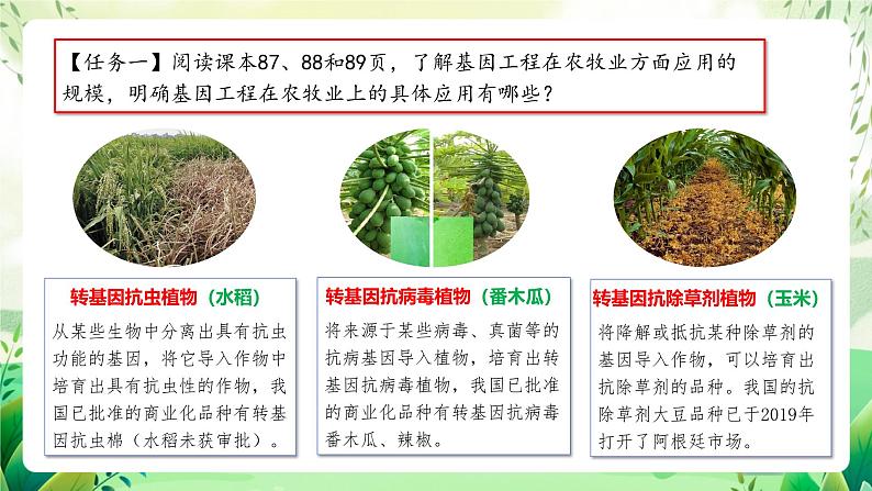 人教版高中生物选择性必修三3.3《基因工程的应用》（教学课件）第4页