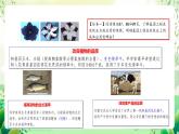 人教版高中生物选择性必修三3.3《基因工程的应用》课件+教案+分层练习+导学案