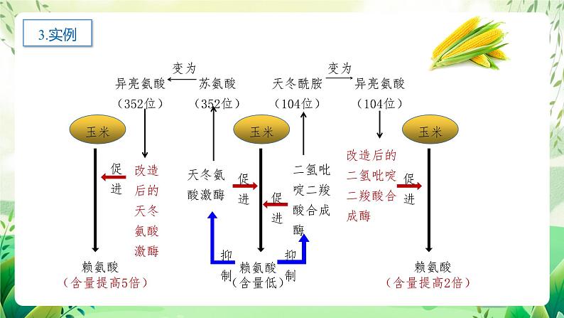 人教版高中生物选择性必修三3.4《蛋白质工程的原理和应用》（教学课件）第7页