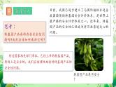 人教版高中生物选择性必修三4.1《转基因产品的安全性》课件+教案+分层练习+导学案