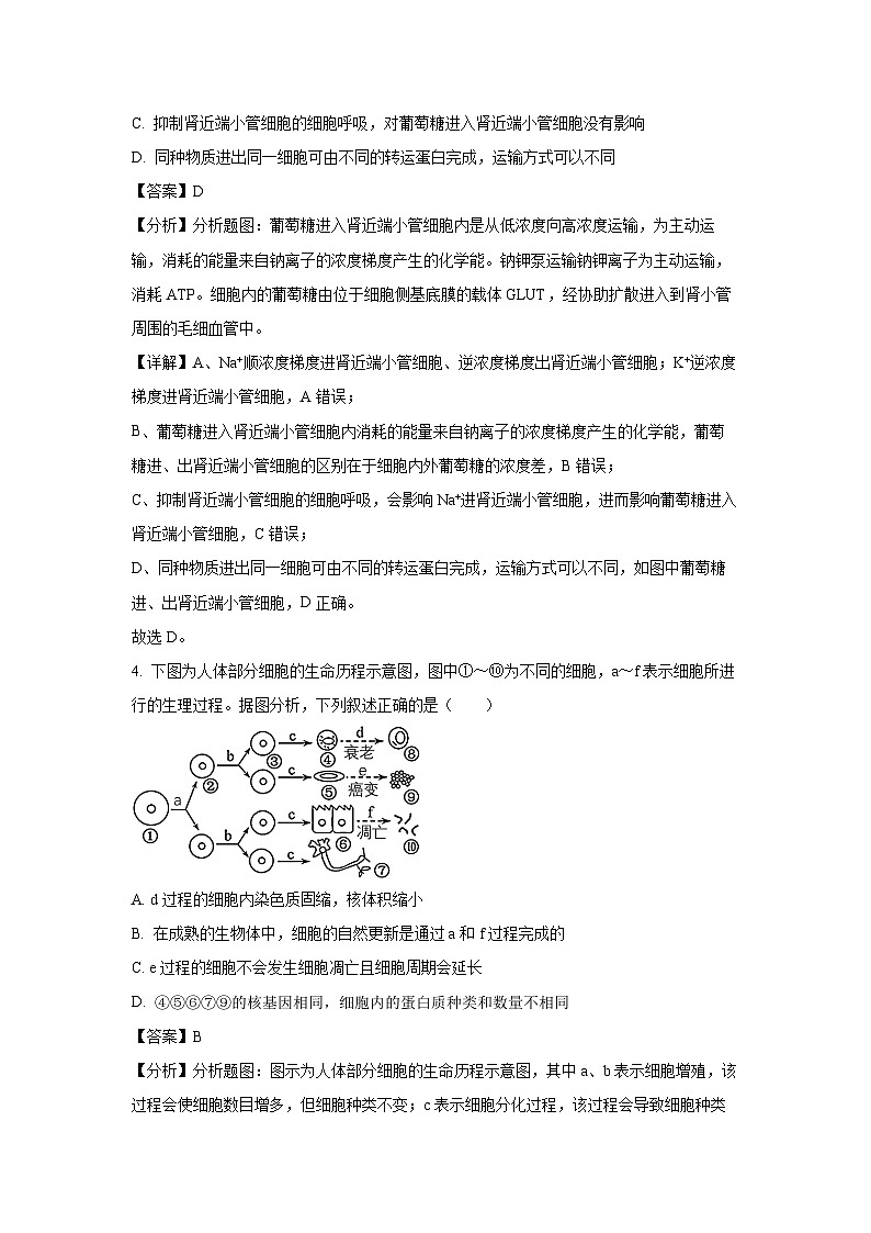 江苏省江阴市某校2024-2025学年高三（上）10月学情调研生物试卷（解析版）第3页