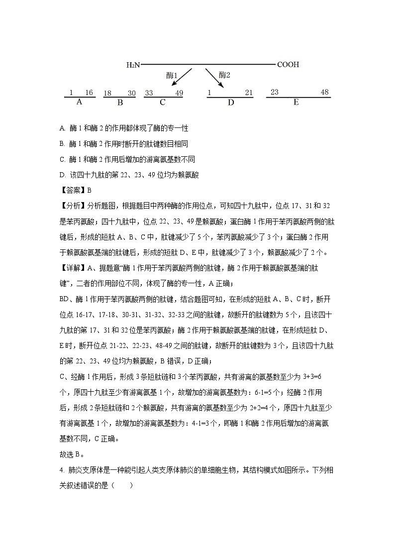 江苏省徐州市七中2023-2024学年高一（上）期末生物试卷（解析版）第2页