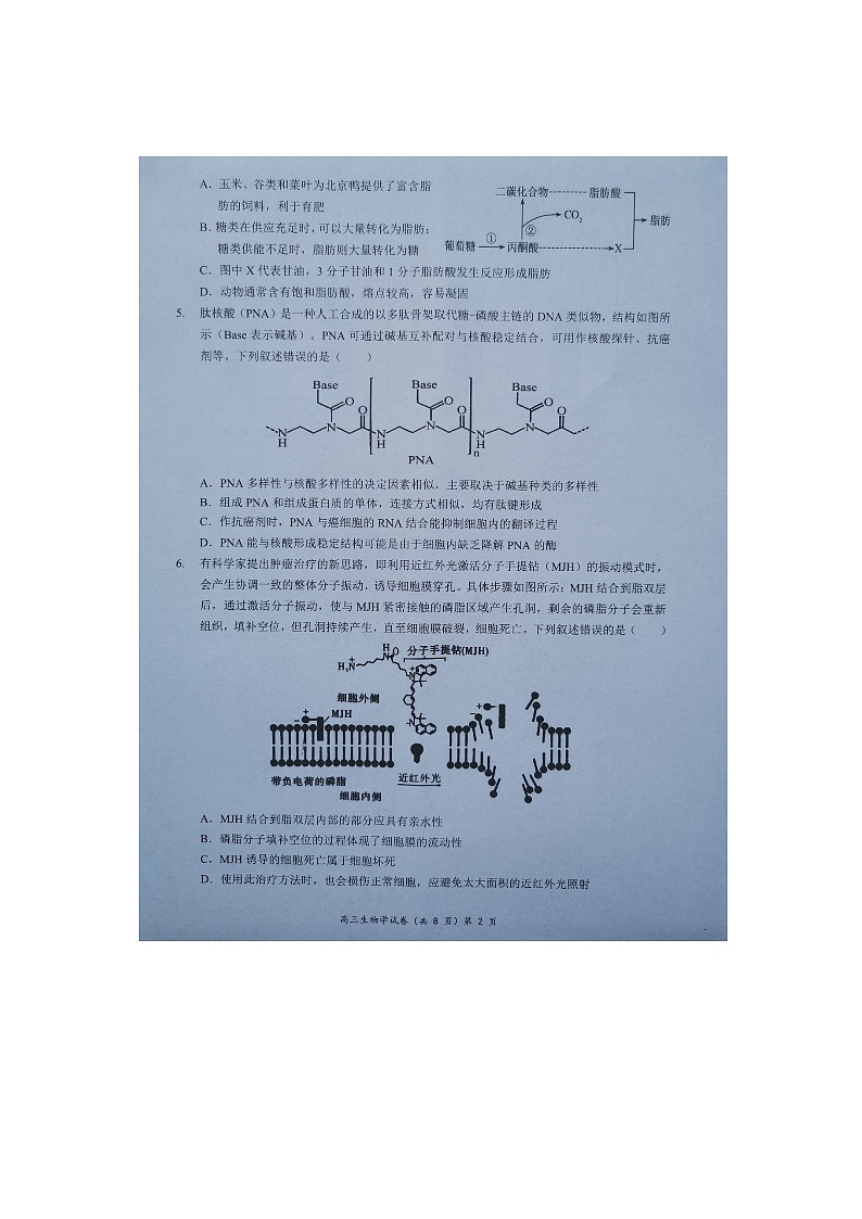 湖北省新高考协作体2024-2025学年高三上学期11月期中生物试题第2页