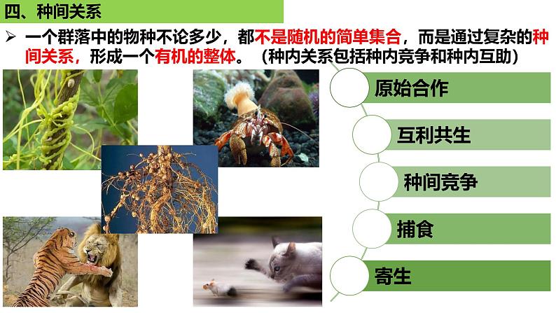 2025届高三生物一轮复习课件 群落的结构第7页