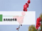 2025届高三一轮复习生物：光与光合作用课件
