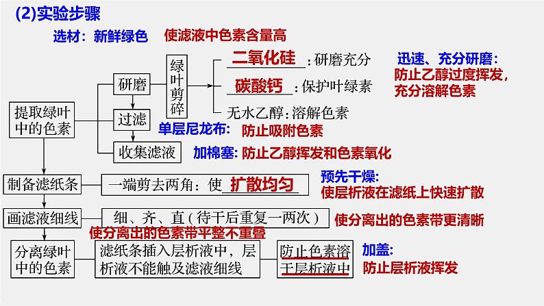 2025届高三一轮复习生物：光与光合作用课件第4页