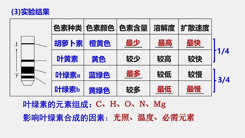 2025届高三一轮复习生物：光与光合作用课件第5页