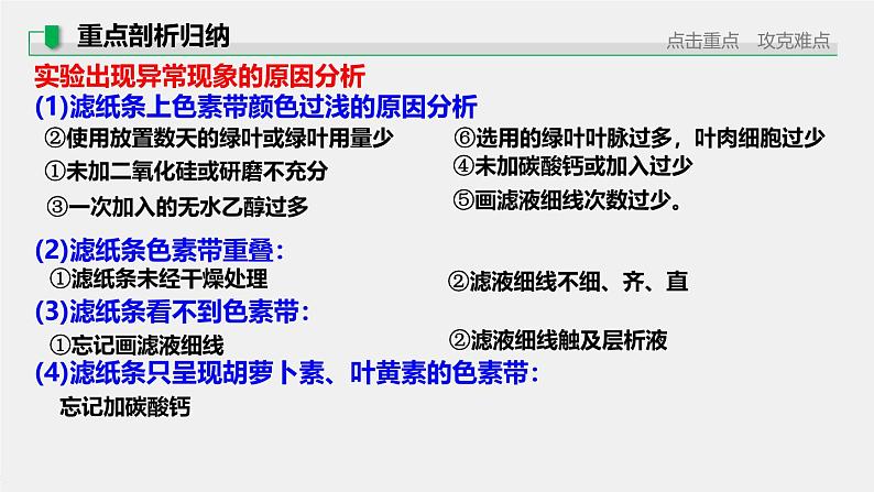 2025届高三一轮复习生物：光与光合作用课件第6页