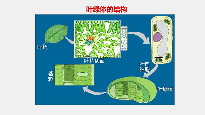 2025届高三一轮复习生物：光与光合作用课件第7页