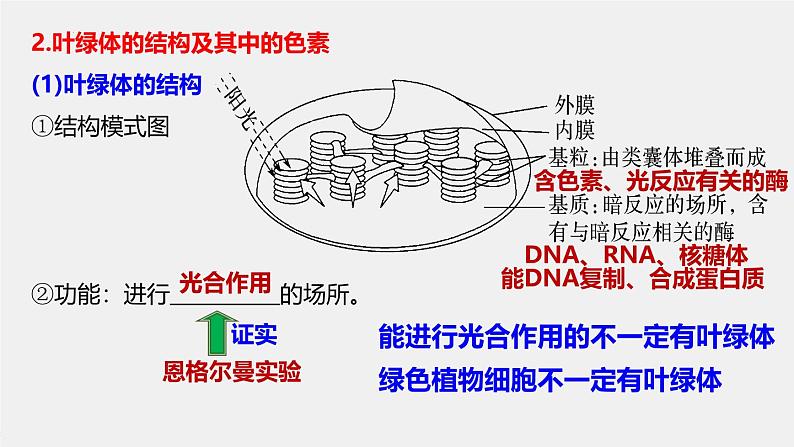 2025届高三一轮复习生物：光与光合作用课件第8页