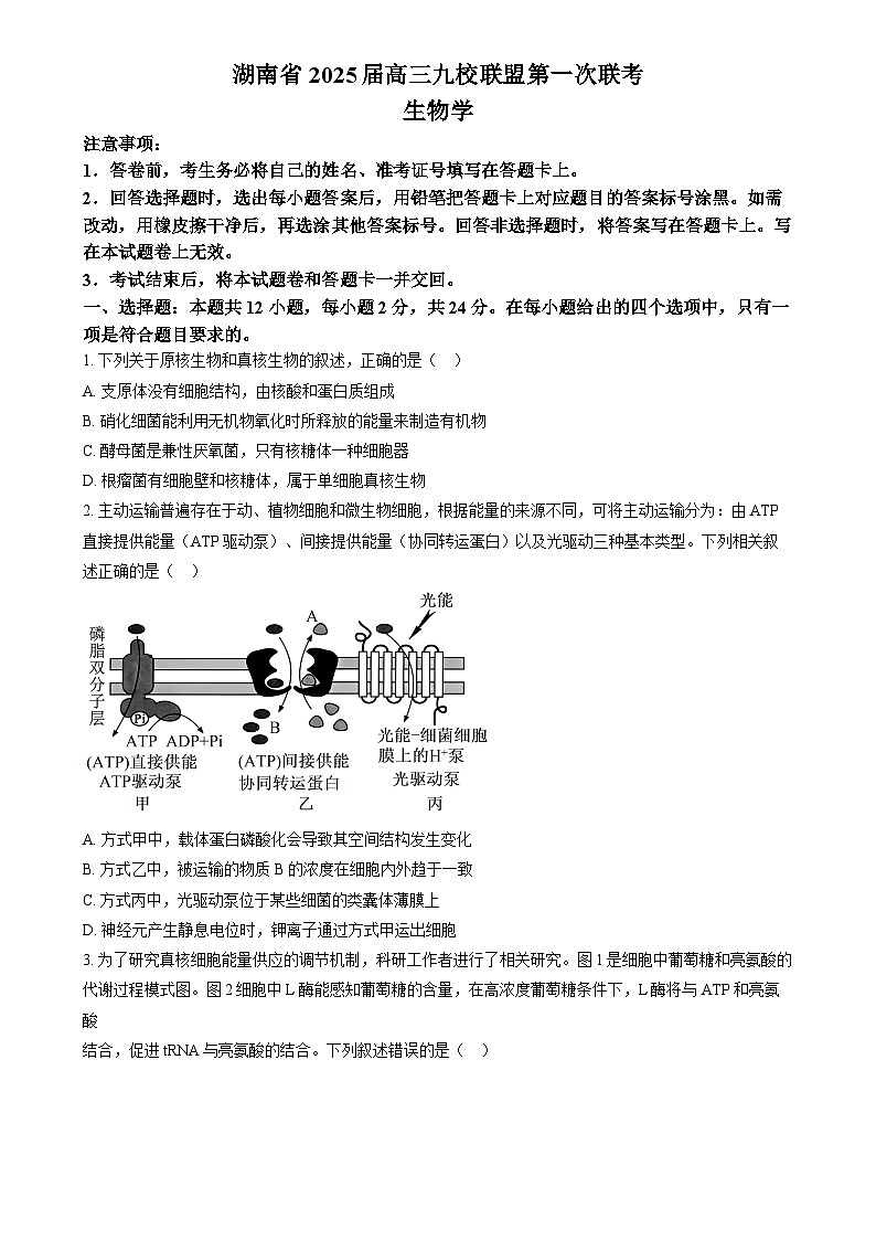 湖南省九校联盟2025届高三上学期第一次联考生物试题（原卷版）第1页