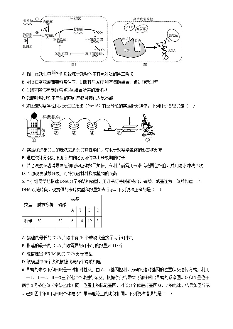 湖南省九校联盟2025届高三上学期第一次联考生物试题（原卷版）第2页