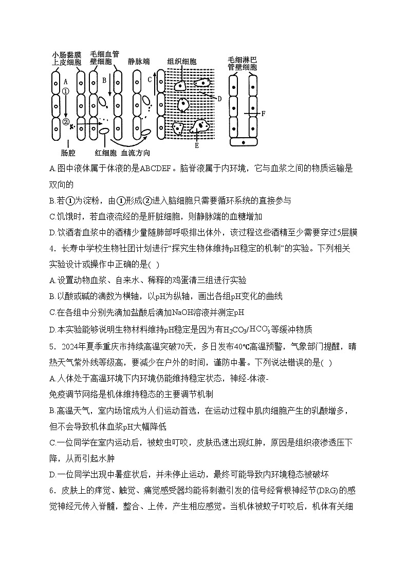 重庆市长寿区七校联盟2024-2025学年高二上学期12月期中生物试卷(含答案)第2页
