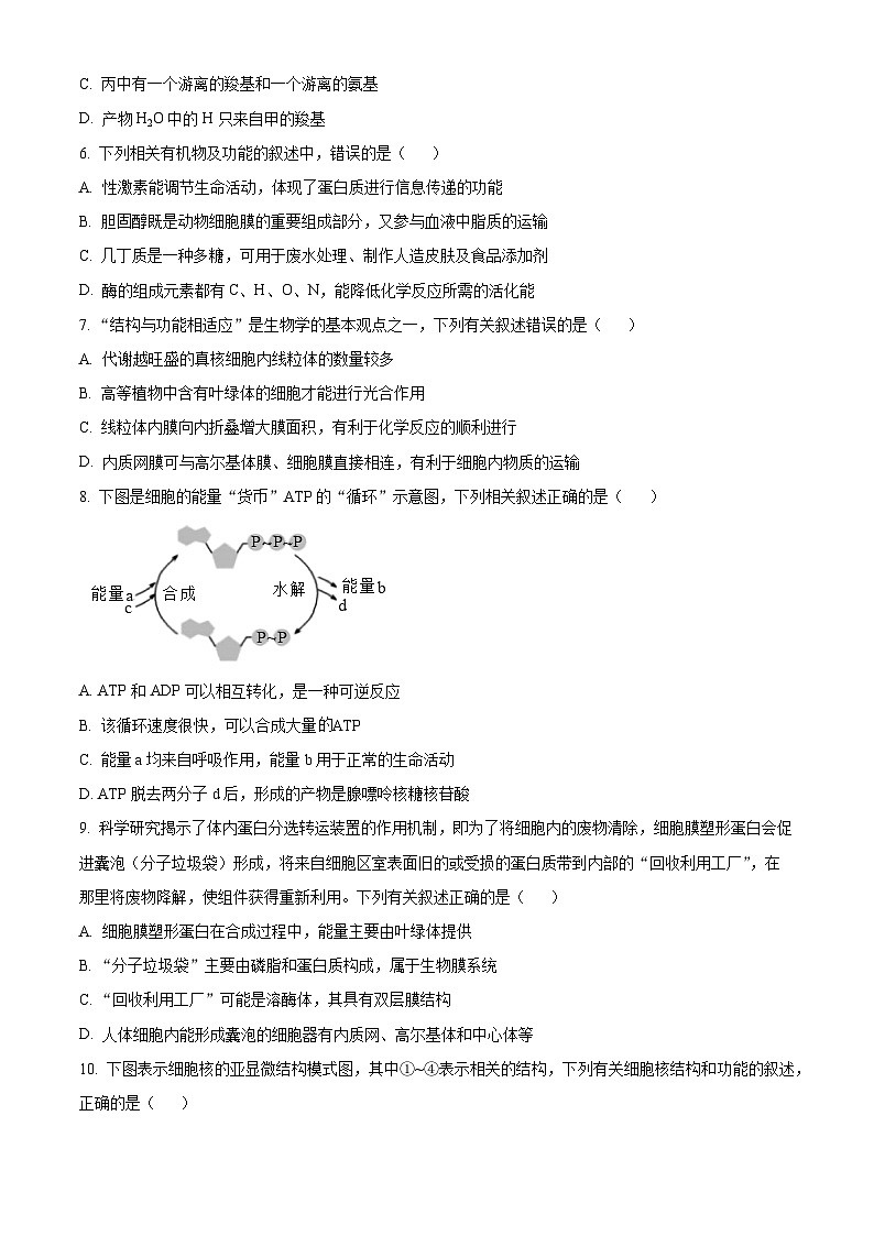 四川省江油市太白中学2024-2025学年高一上学期12月月考生物试题第2页