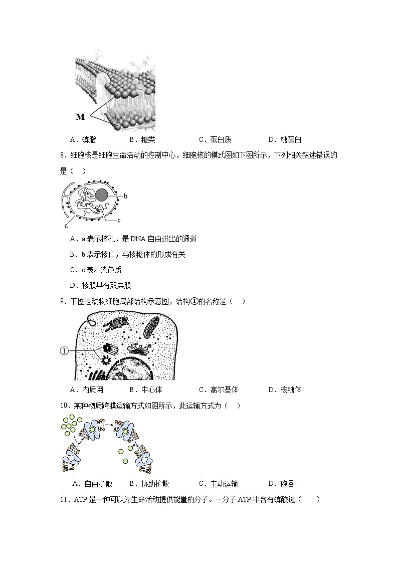 江苏省南京市六校联合体2024-2025学年高二上学期12月学业水平考试模拟生物试题第2页