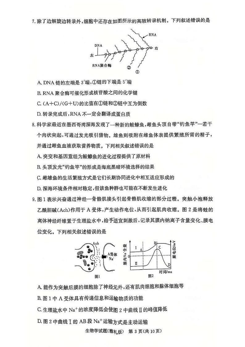 湖南省长沙市雅礼中学2024-2025学年高三上学期第四次月考生物试卷第3页