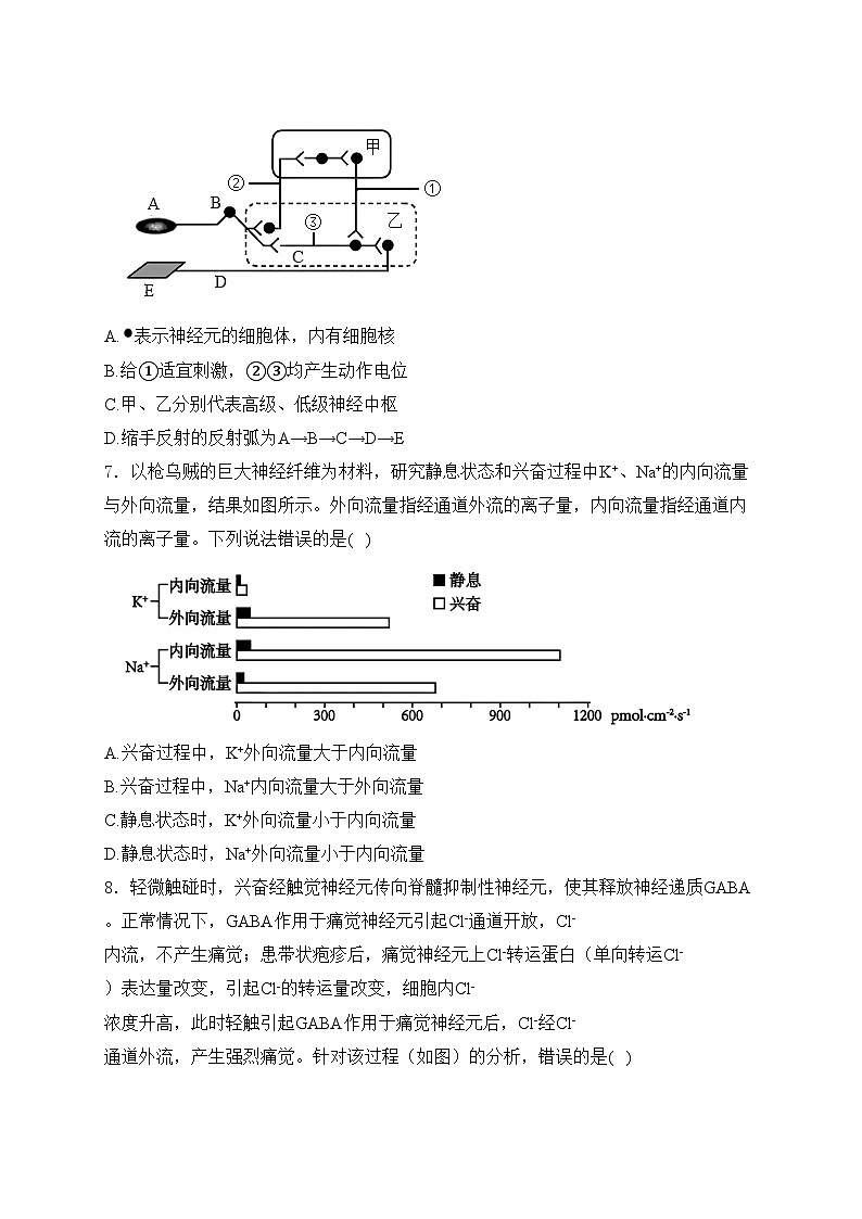 山东省泰安市2024-2025学年高二上学期期中考试生物试卷(含答案)第3页