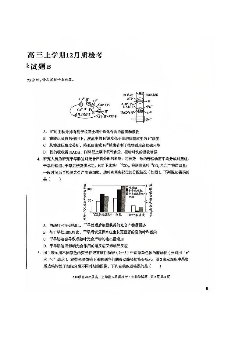 安徽省A10联盟2024—2025学年高三上学期12月联考生物试题第2页