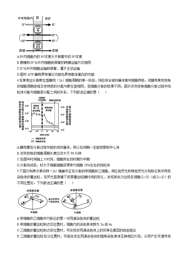 安徽省十联考合肥市第一中学等校2025届高三上学期阶段性诊断检测生物试卷（Word版附解析）第2页