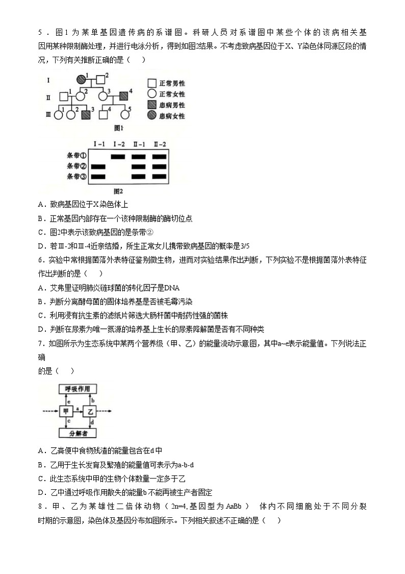 湖南省长沙市长郡中学2024-2025学年高三上学期第四次月考生物试卷（Word版附解析）第2页