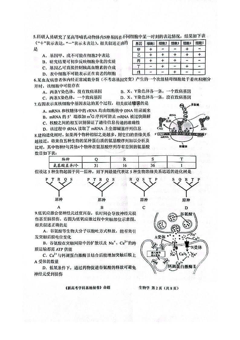 江苏省新高考基地学校2025届高三上学期12月第一次联考-生物试题+答案第2页