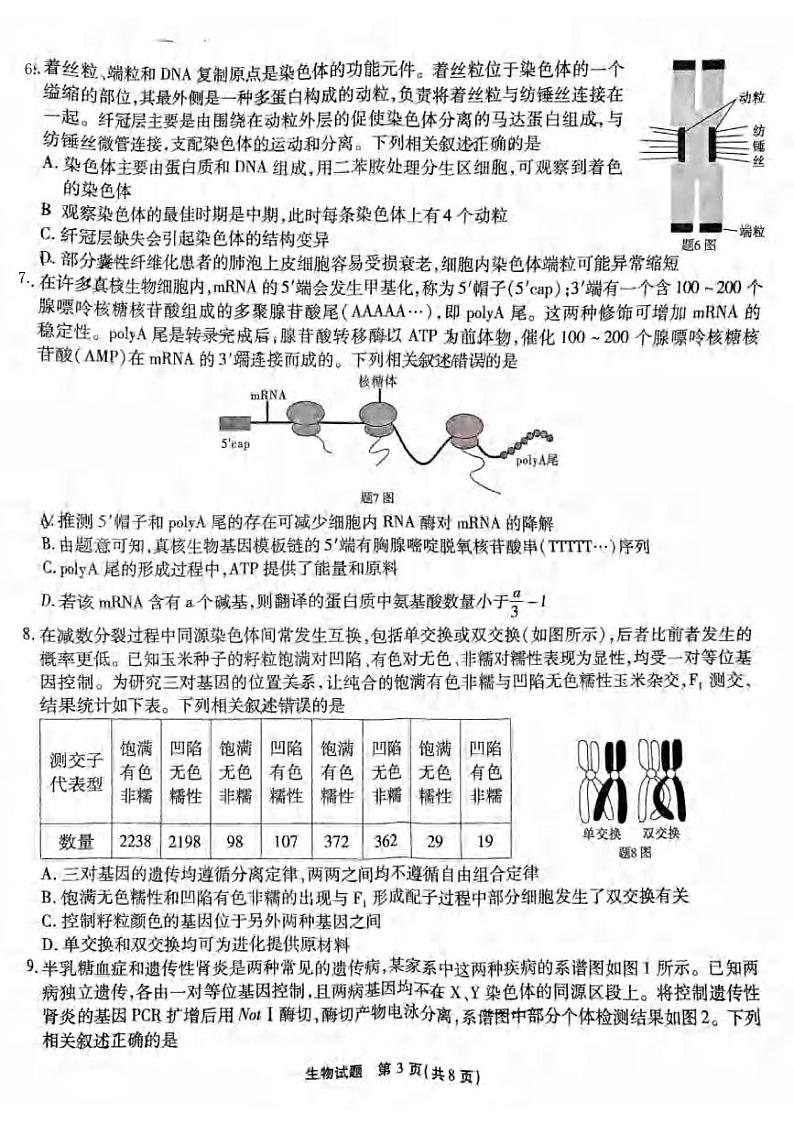重庆市沙坪坝区南开中学校2024-2025学年高三上学期1月第五次质量检测生物试题第3页
