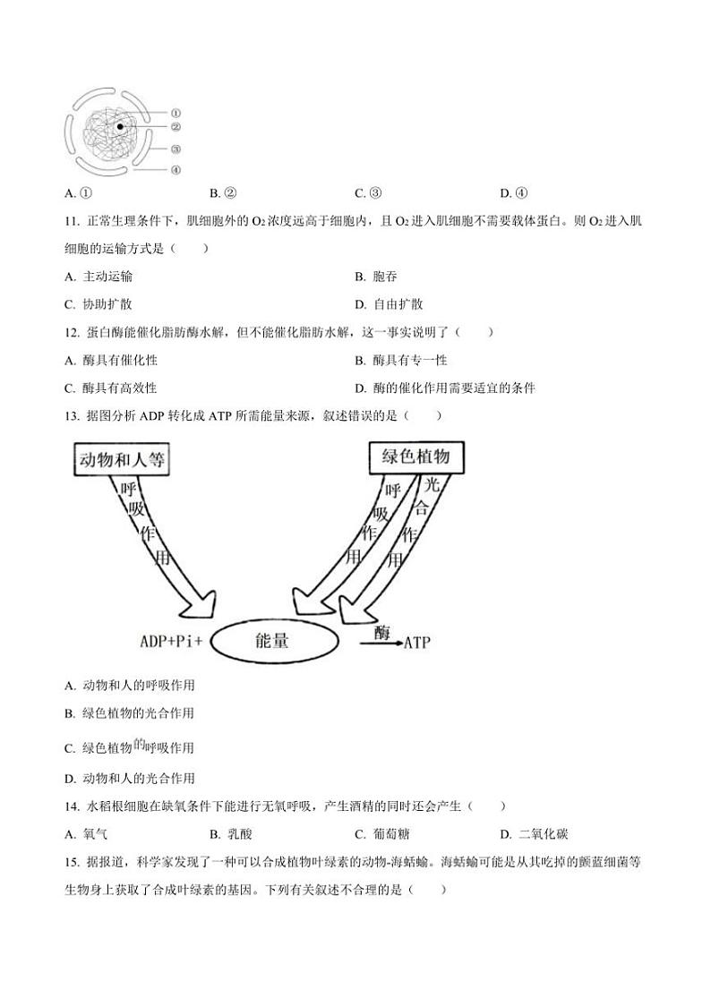 2024～2025学年江苏省四市十一校联盟高二上12月月考生物试卷(含答案)第2页
