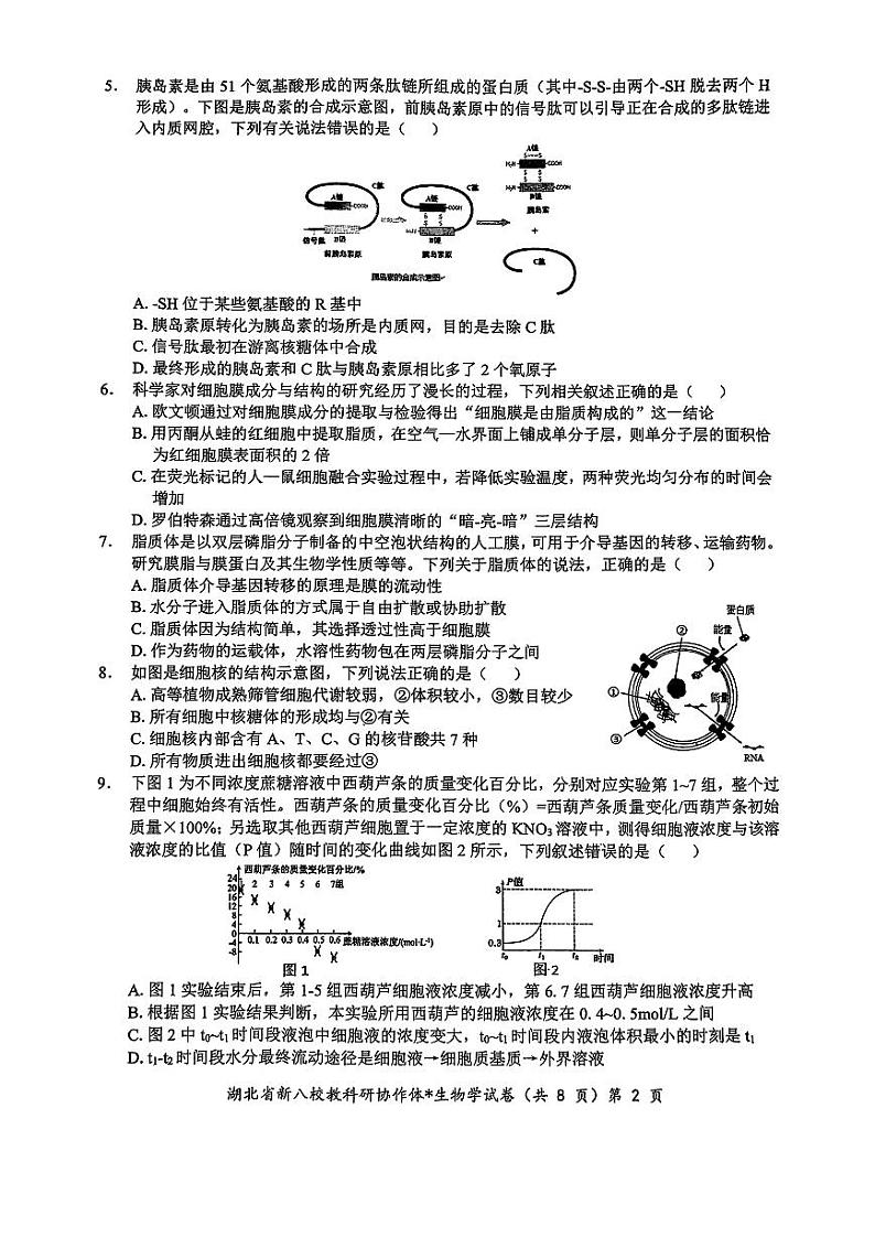 2024年湖北省新八校协作体高三10月联考 生物试卷第2页