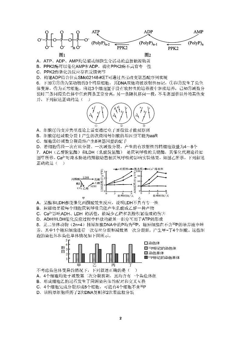 四川省成都市第七中学2024-2025学年高三上学期10月月考生物试题第2页