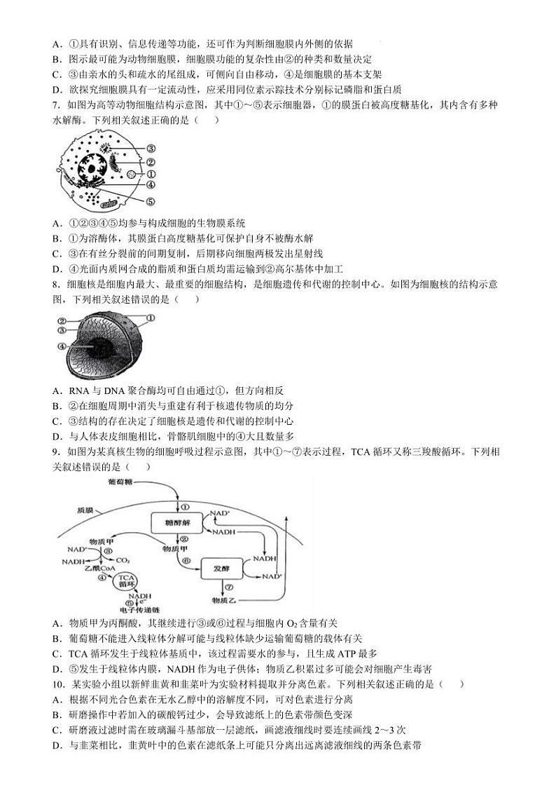 2025届九师联盟质检巩固高三10月考（G）-生物试卷及参考答案第2页