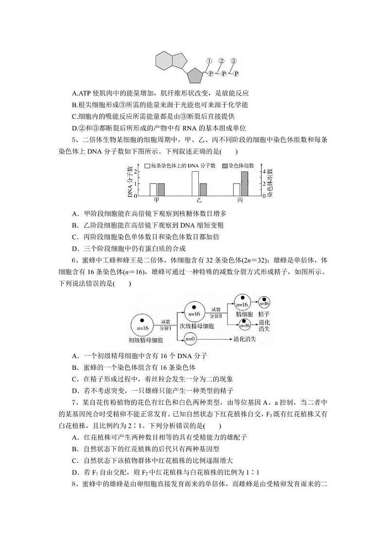 生物丨湖北省随州市部分高中联考协作体2025届高三12月联考生物试卷及答案第2页