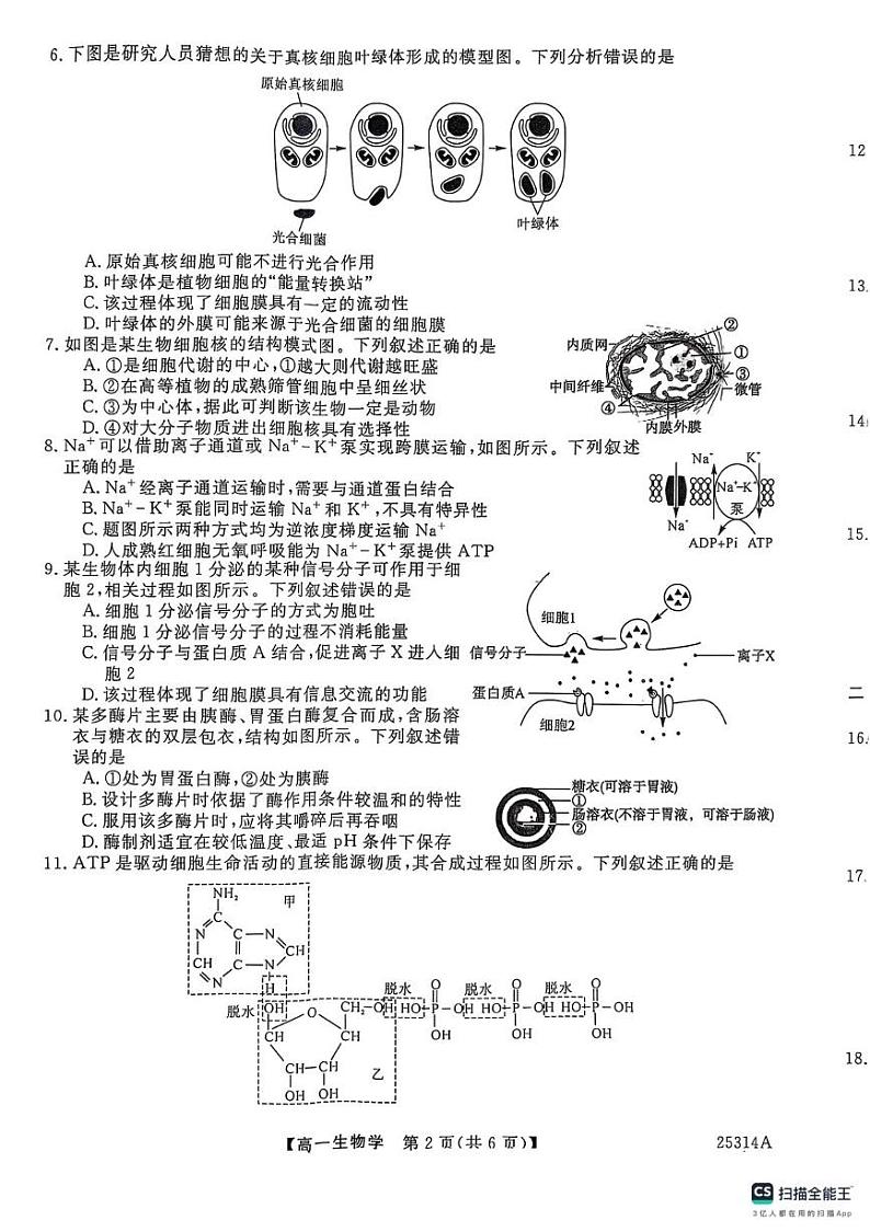 山东省菏泽市鄄城县第一中学2024-2025学年高一上学期第三次月考生物试题第2页