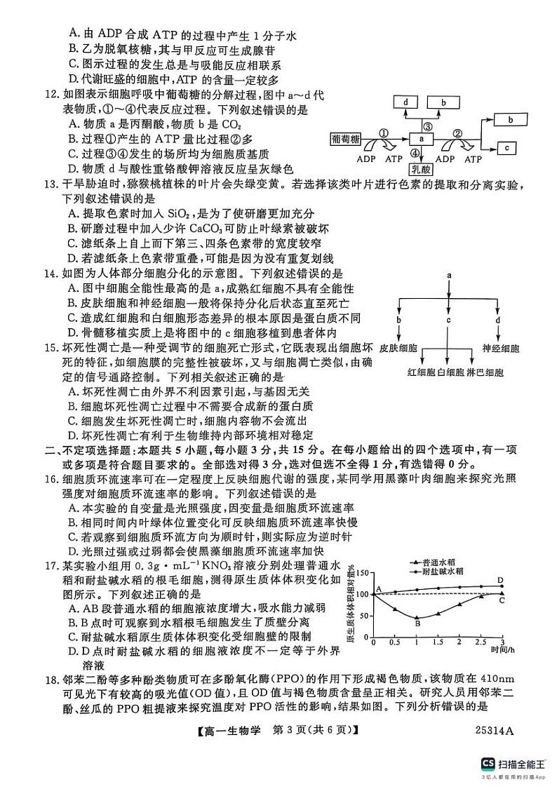 山东省菏泽市鄄城县第一中学2024-2025学年高一上学期第三次月考生物试题第3页