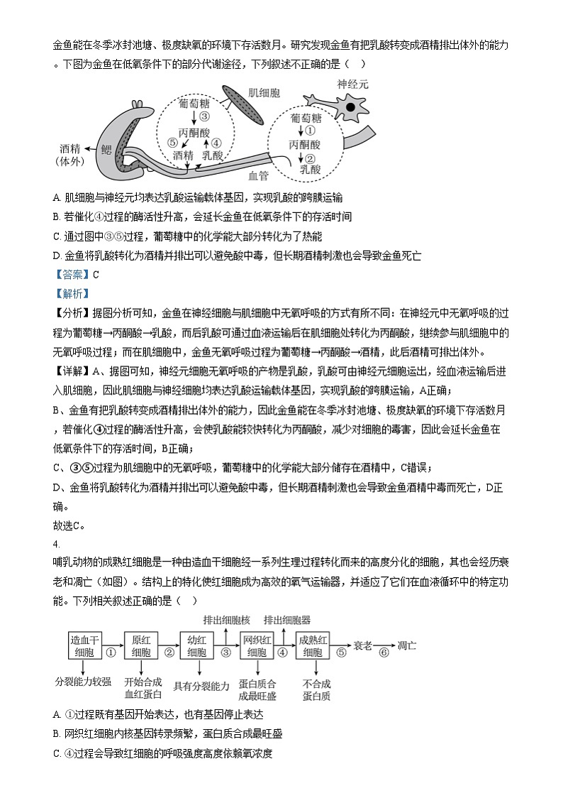 四川省成都市某中学2024-2025学年高三上学期12月月考生物试卷（Word版附解析）第2页