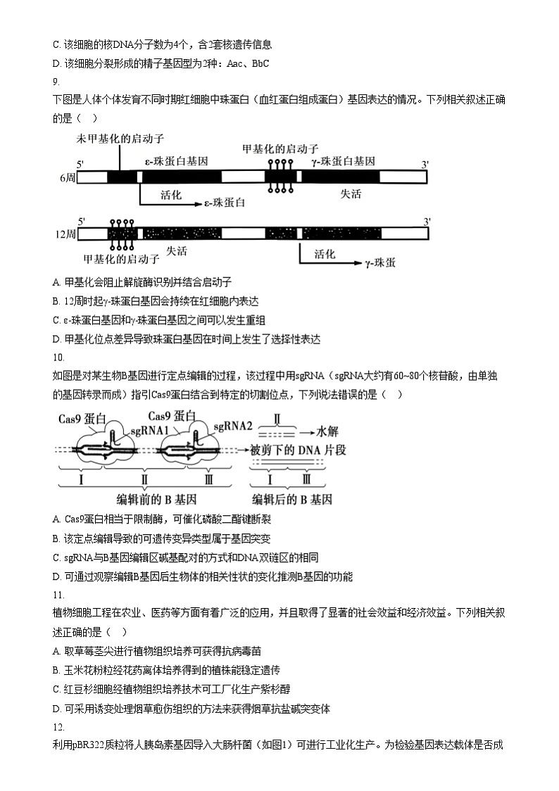 四川省内江市第六中学2024-2025学年高三上学期第四次月考生物试题  Word版无答案第3页