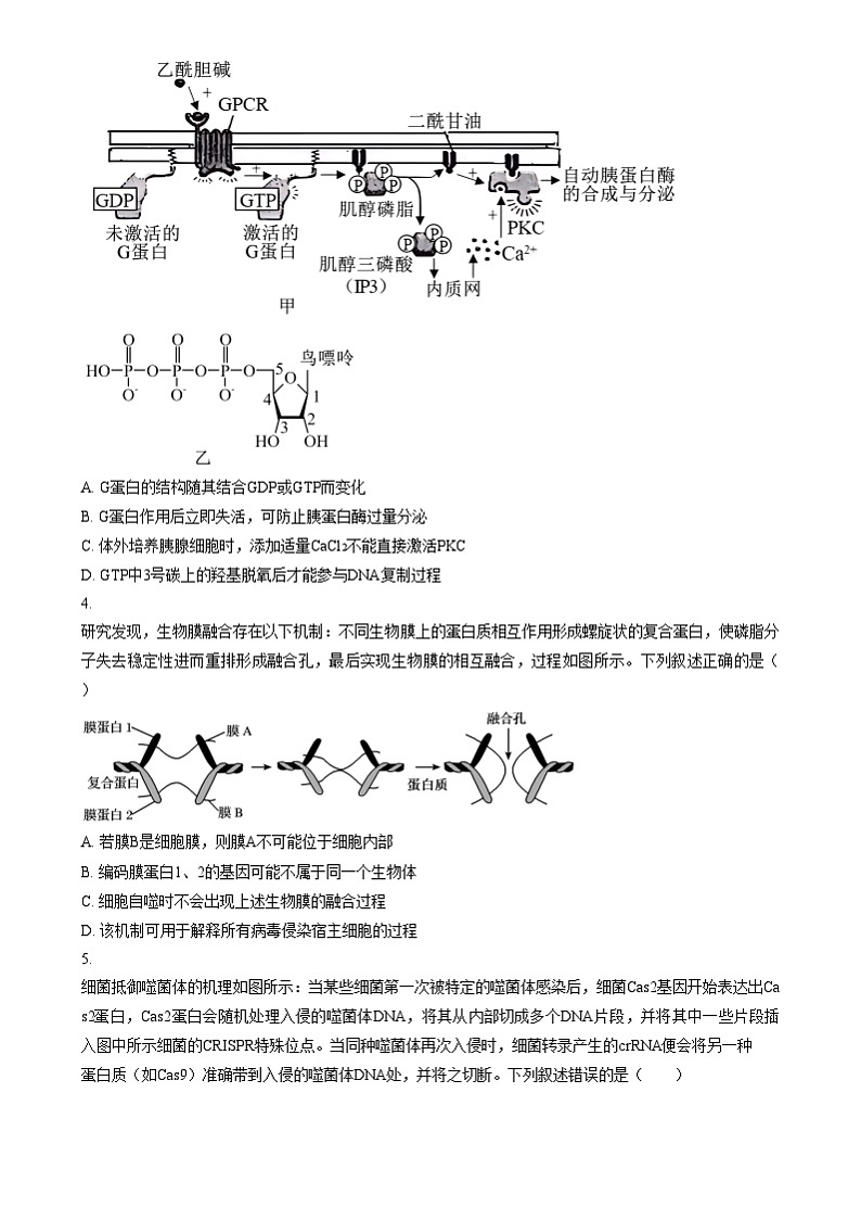 重庆市巴蜀中学2025届高三适应性月考卷（四）生物试题 Word版无答案第2页