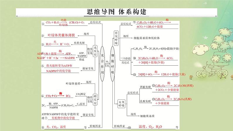 2025届高考生物二轮专题复习与测试板块二植物生理学专题四细胞呼吸与光合作用课件第2页