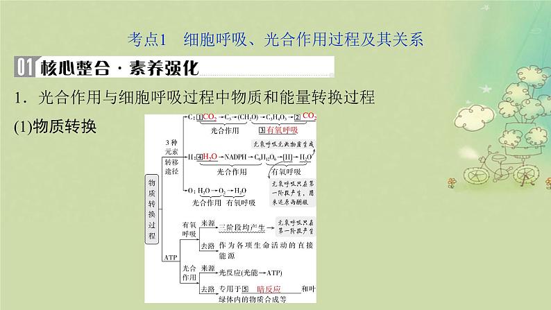 2025届高考生物二轮专题复习与测试板块二植物生理学专题四细胞呼吸与光合作用课件第4页