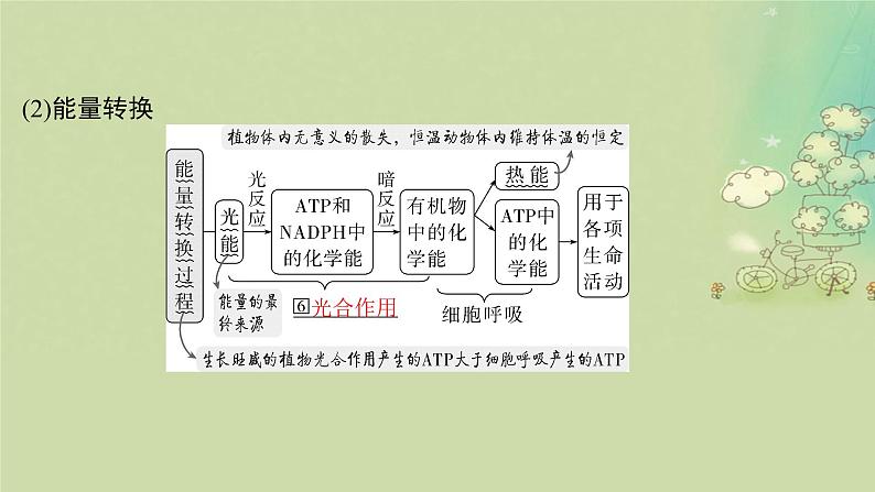 2025届高考生物二轮专题复习与测试板块二植物生理学专题四细胞呼吸与光合作用课件第5页