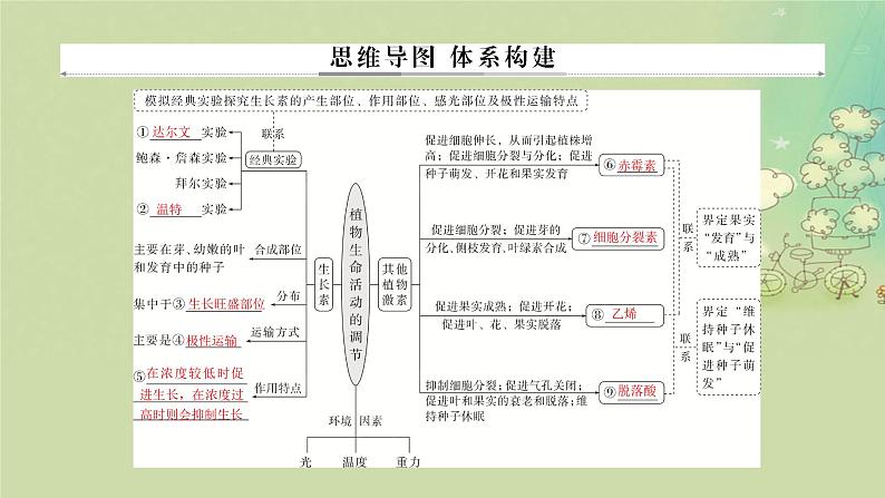 2025届高考生物二轮专题复习与测试板块二植物生理学专题五植物生命活动的调节课件第2页