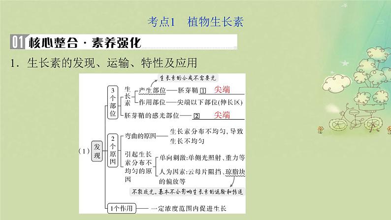 2025届高考生物二轮专题复习与测试板块二植物生理学专题五植物生命活动的调节课件第4页