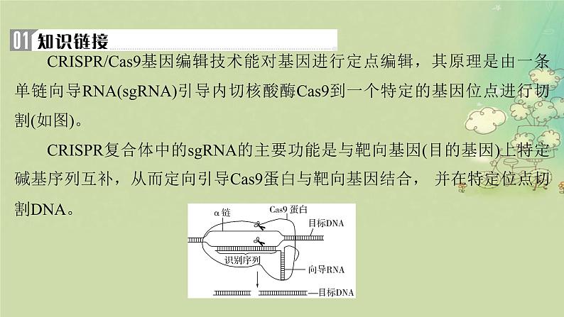 2025届高考生物二轮专题复习与测试板块六生物技术与工程命题最前沿十二基因编辑技术及其应用课件第2页