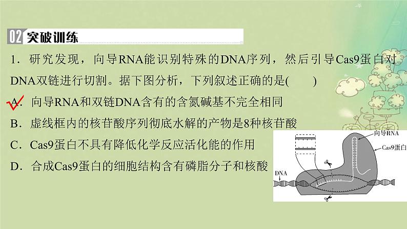 2025届高考生物二轮专题复习与测试板块六生物技术与工程命题最前沿十二基因编辑技术及其应用课件第4页