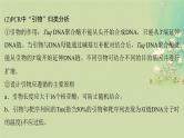 2025届高考生物二轮专题复习与测试板块六生物技术与工程命题最前沿十三PCR与电泳的原理及应用课件