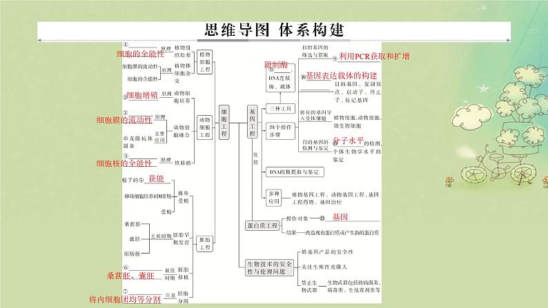 2025届高考生物二轮专题复习与测试板块六生物技术与工程专题十四细胞工程与基因工程课件第2页