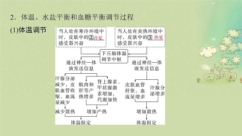 2025届高考生物二轮专题复习与测试板块三动物生理学专题六内环境稳态与免疫调节课件第5页