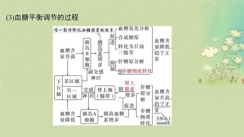 2025届高考生物二轮专题复习与测试板块三动物生理学专题六内环境稳态与免疫调节课件第7页