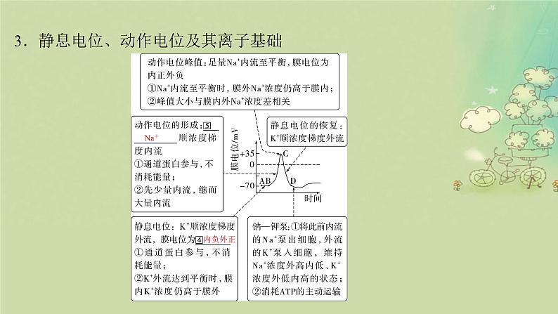 2025届高考生物二轮专题复习与测试板块三动物生理学专题七神经调节与体液调节课件第7页